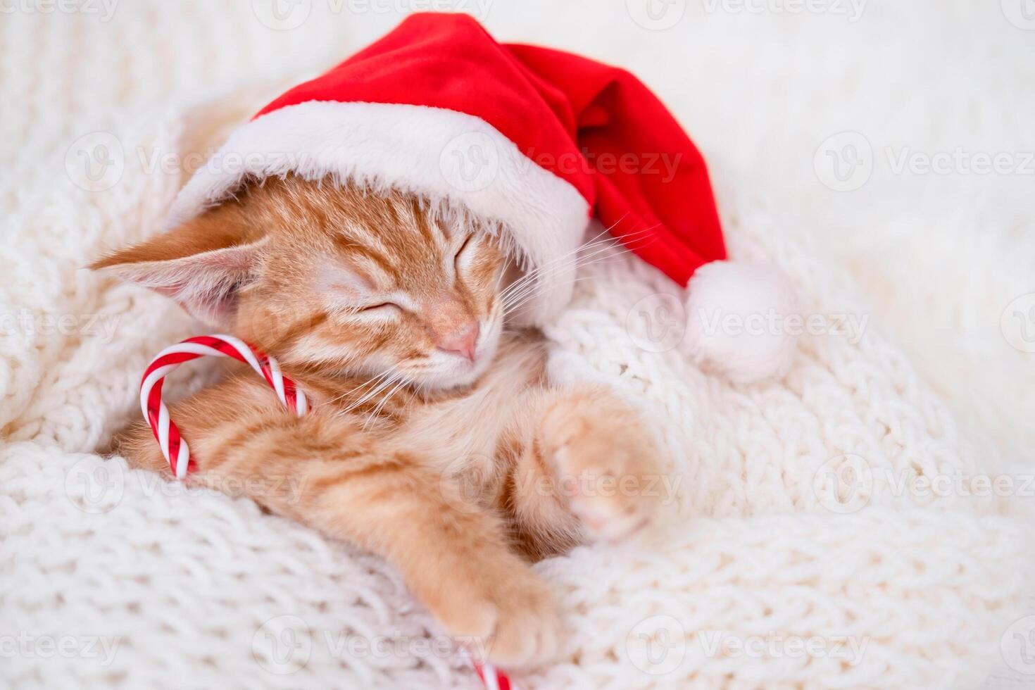 red cat sleeping on a bokeh background in a red Christmas Viennese hat photo
