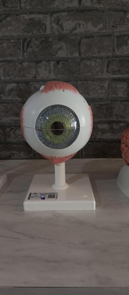 Phantom replica of the human eye for medical learning photo