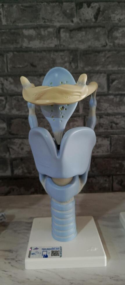 A replica of a human's throat that has been used as a medical learning tool photo