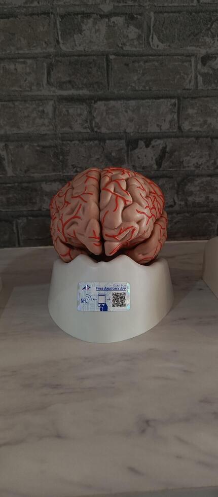 phantom replica of the human brain for medical learning photo