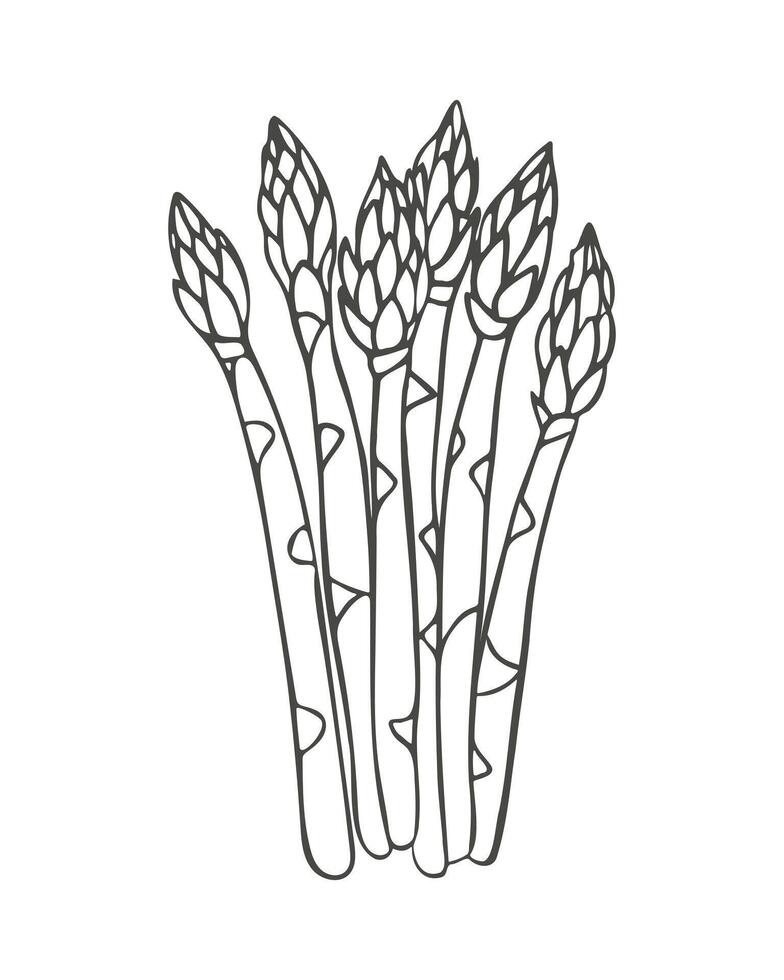 Asparagus hand drawing, simple stylized sketch, contour drawing isolated on white background. vector