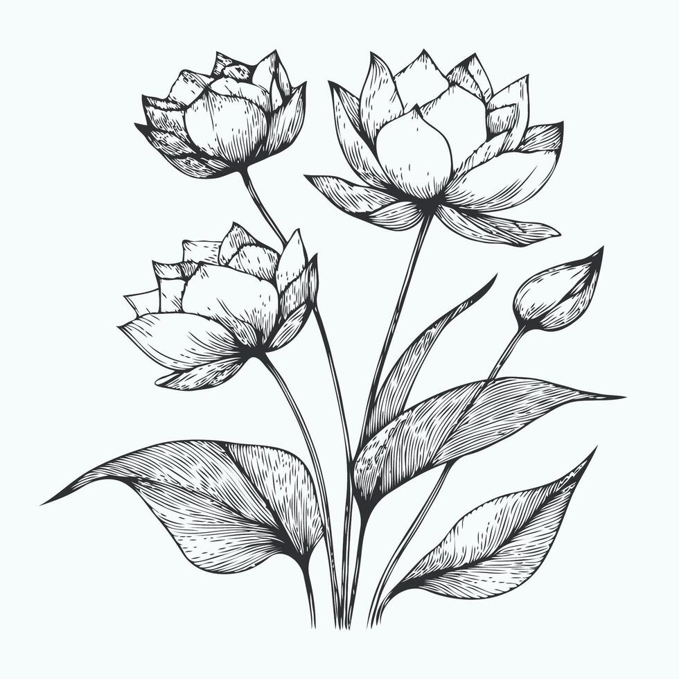 Water Lily Flower, White Lotus Flowers with leaves and buds. Illustration Outline of a Flower Black And White Line Art, Lineart vector