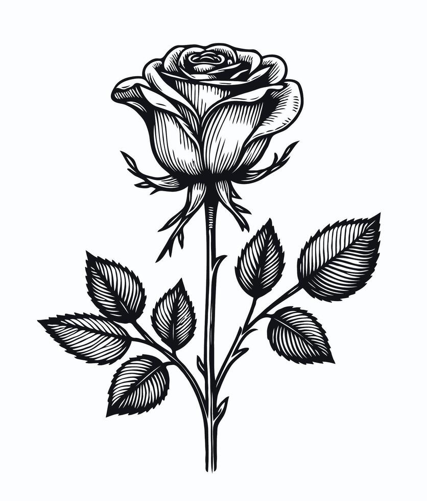 A black and white drawing of a rose, roses flowers and leaves hand draw, One line roses flower set. Abstract art, Hand drawn continuous line drawing of rose flowers. Rose tattoo illustration vector