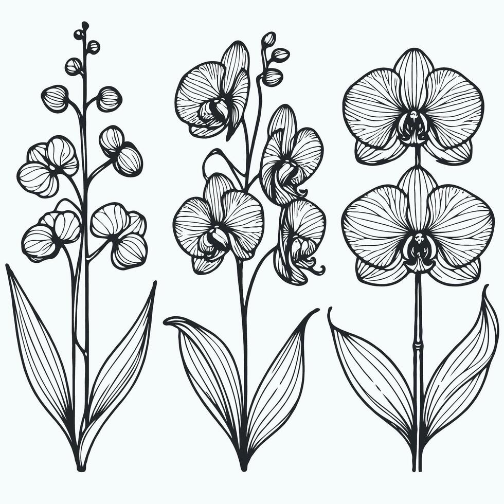 Collection set of Tropical flower drawing illustration. illustration Phalaenopsis set of decorative elements of plants stylized Cymbidium, Paphiopedilum, Vanilla. vector