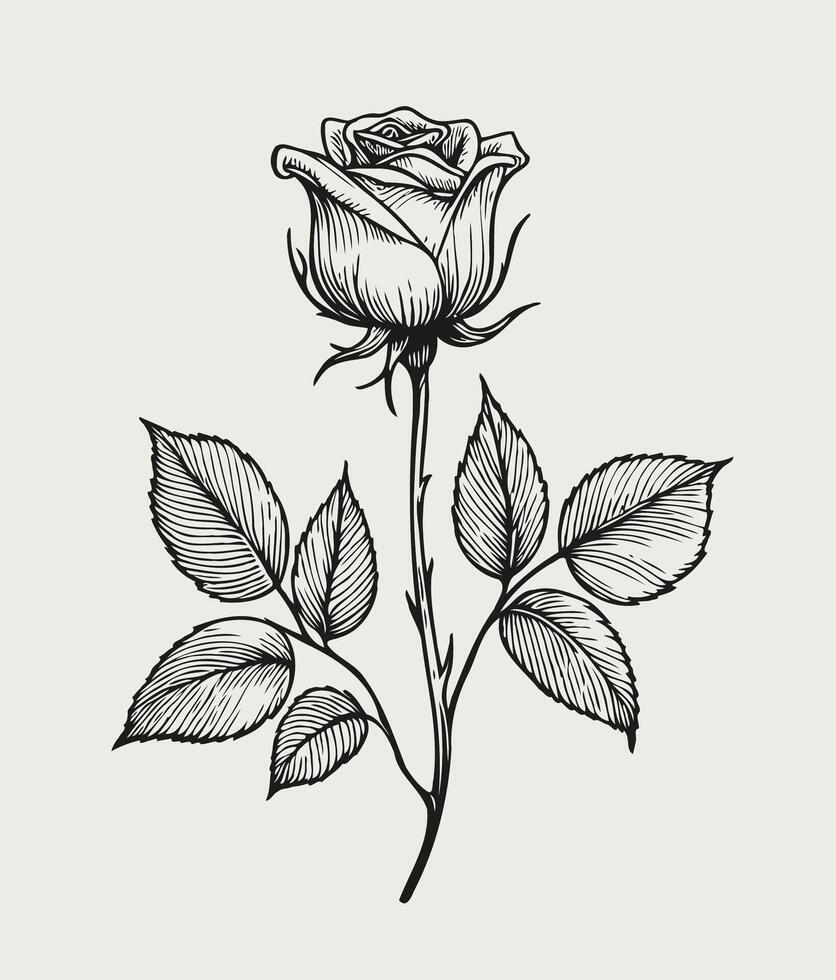 A black and white drawing of a rose with leaves Vintage Detailed Flower, Set of decorative elements with rose flowers, vintage round frame vector