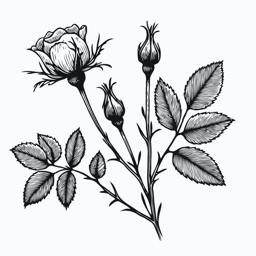 Black and white drawing of a rose with leaves Set of Hand Drawn Line Flowers, High detailed hand drawn hatching flowers set - blooming roses, leaves and flower buds. Engraving, doodle style. vector