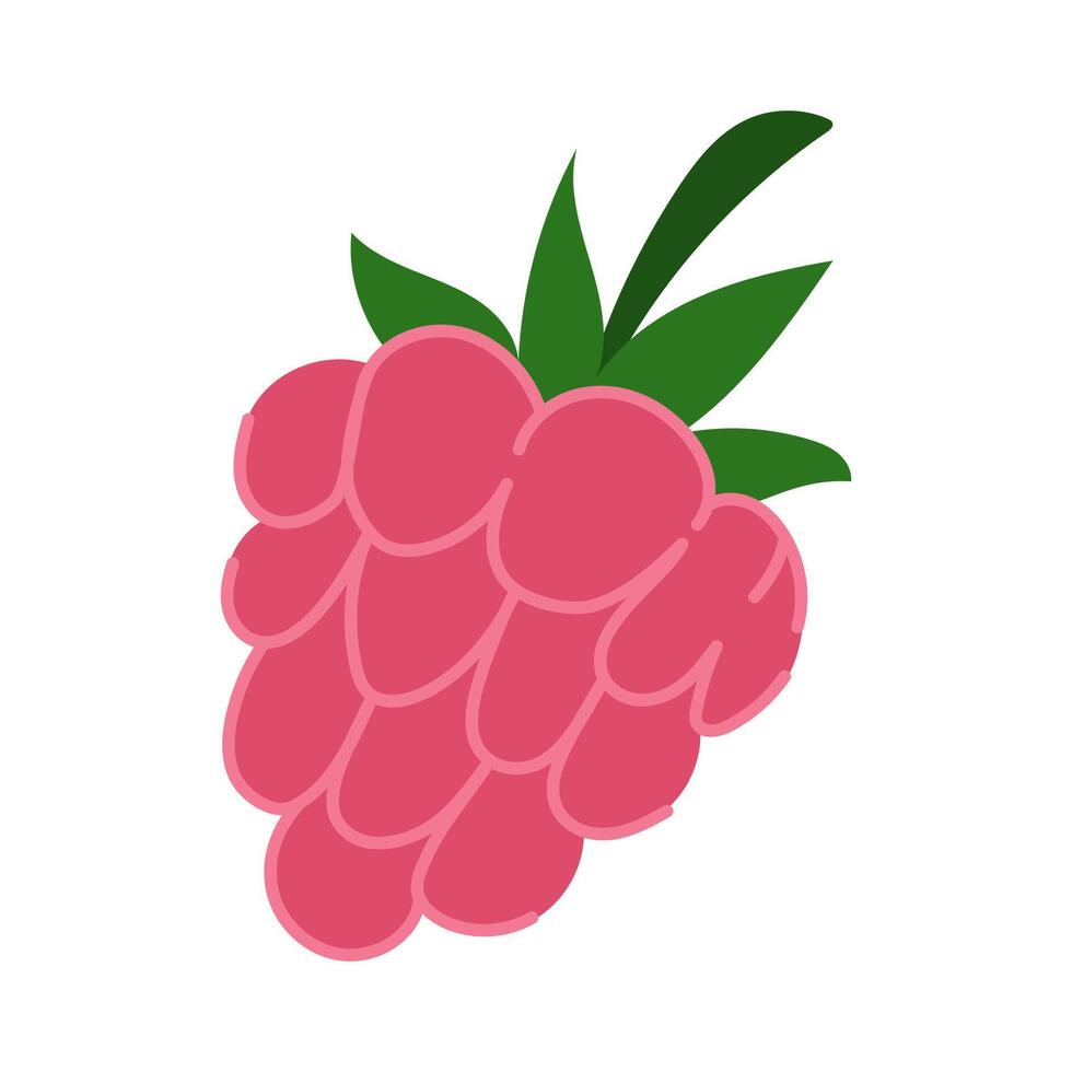 Raspberry Berry with Green Leaves vector