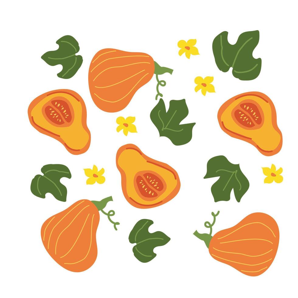 Colorful autumn butternut squash and leaves pattern design. vector