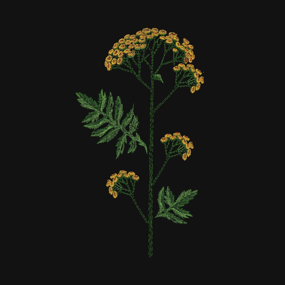Tansy embroidered with yellow and green threads on black background. Beautiful embroidery design with wild blooming flower or meadow flowering herb. Needlework or hand made work. illustration. vector