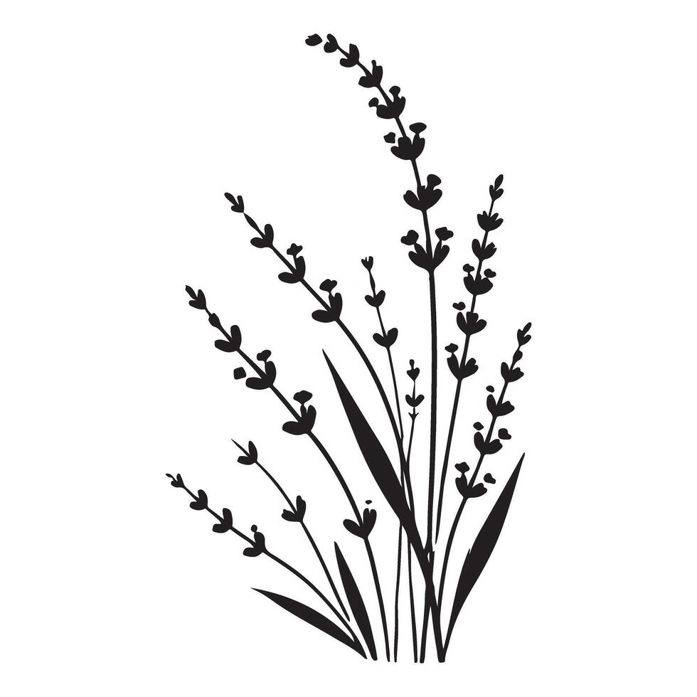 Silhouette of Lush Lavender Plants vector