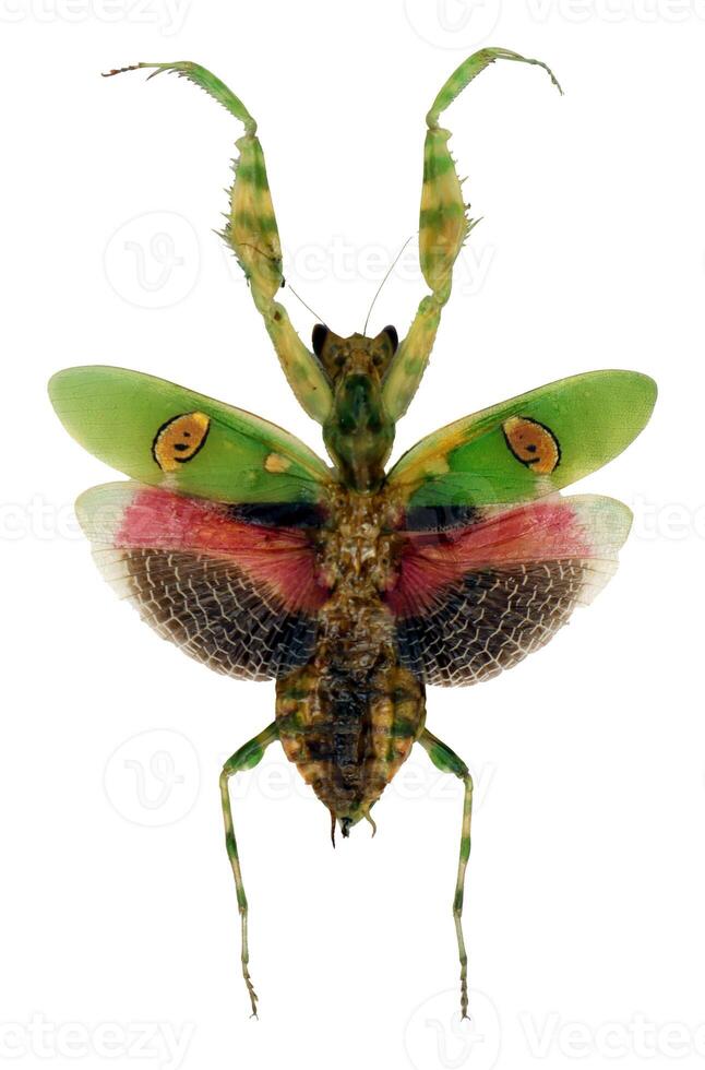 Creobroter gemmatus showcasing striking coloration and wing patterns in natural habitat photo