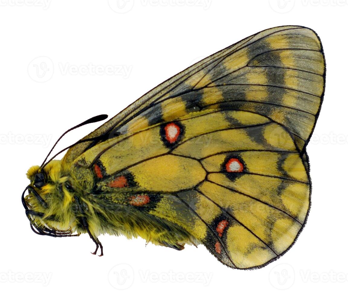 Beautiful yellow butterfly displaying vivid colors and intricate patterns captured in natural light photo