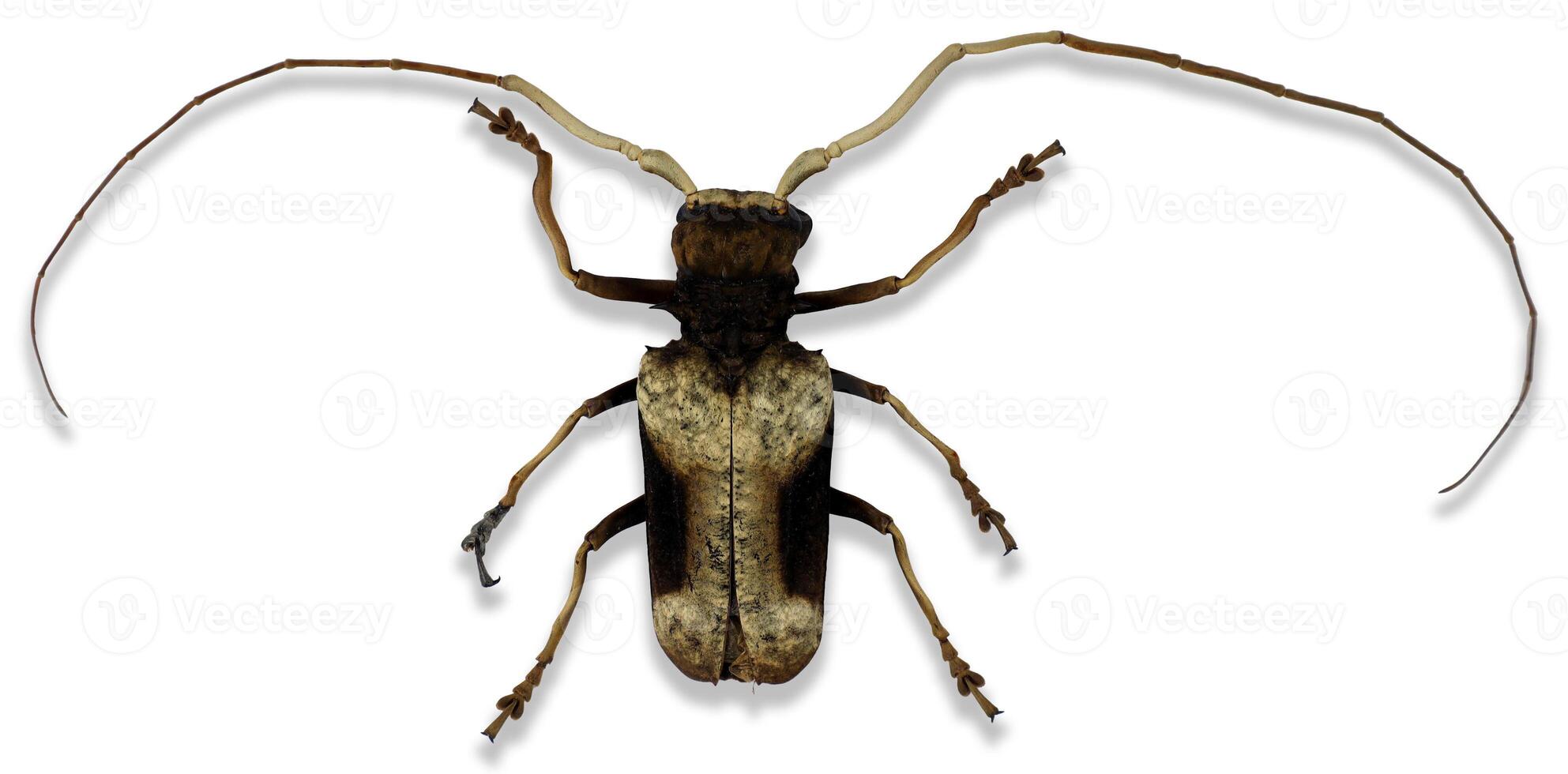 Fascinating Petrognata gigas beetle showcasing unique physical characteristics in a natural setting photo