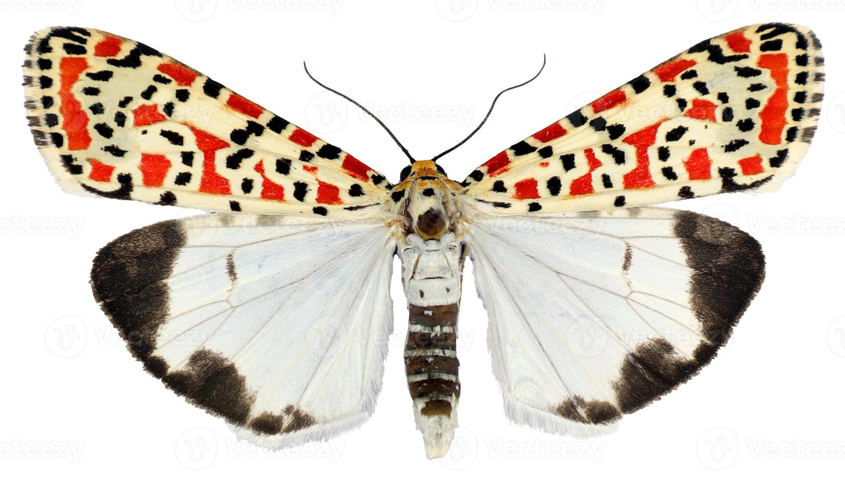 Beautiful Utetheisa pulchella moth with striking patterns resting on a surface photo