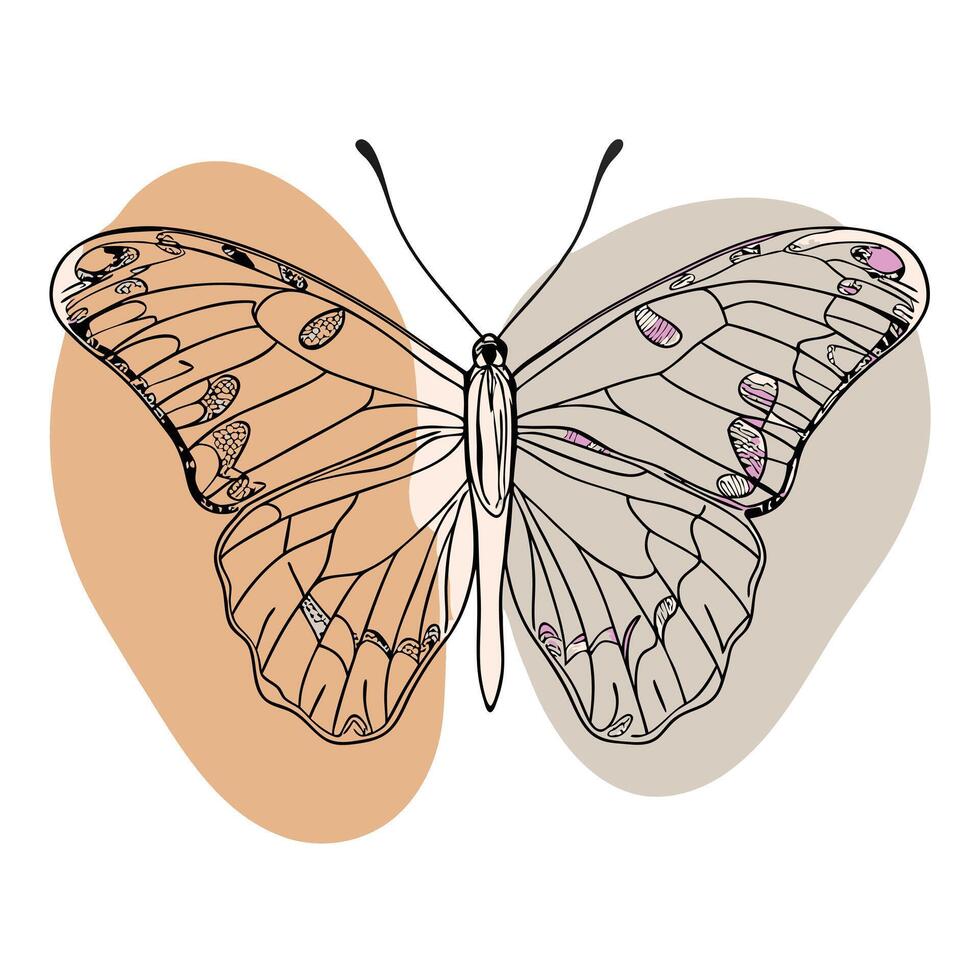 A butterfly is shown in a drawing on a white background vector