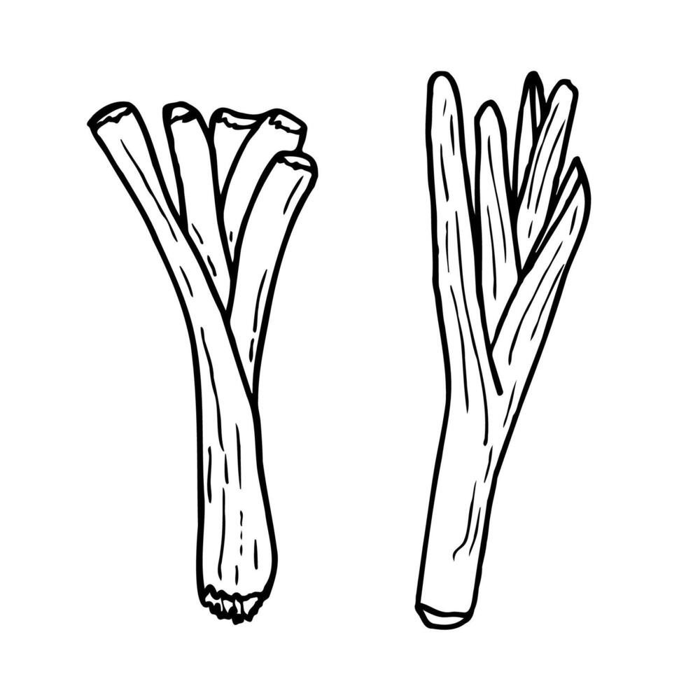 Leek is a hand-drawn contour illustration of a vegetable. Healthy food, an ingredient for vegetarian cuisine. For the design of the menu. vector