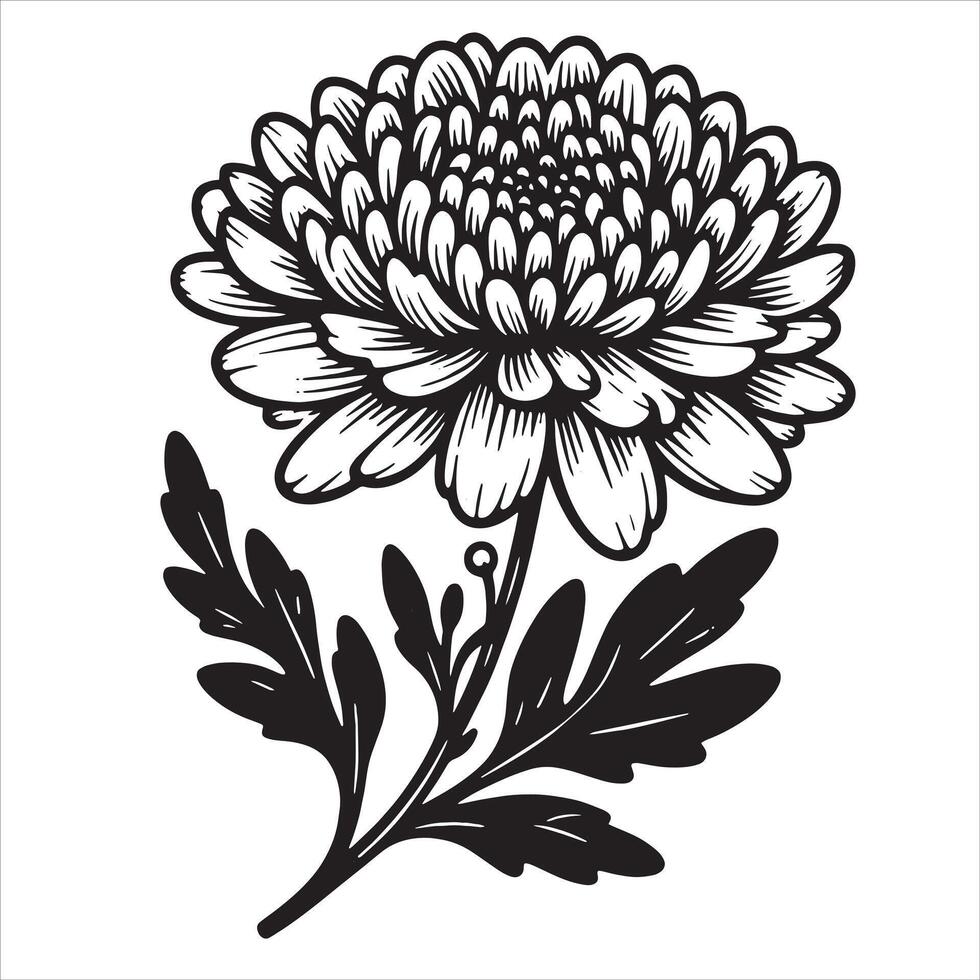 zinnia flower silhouette illustration on a white background vector