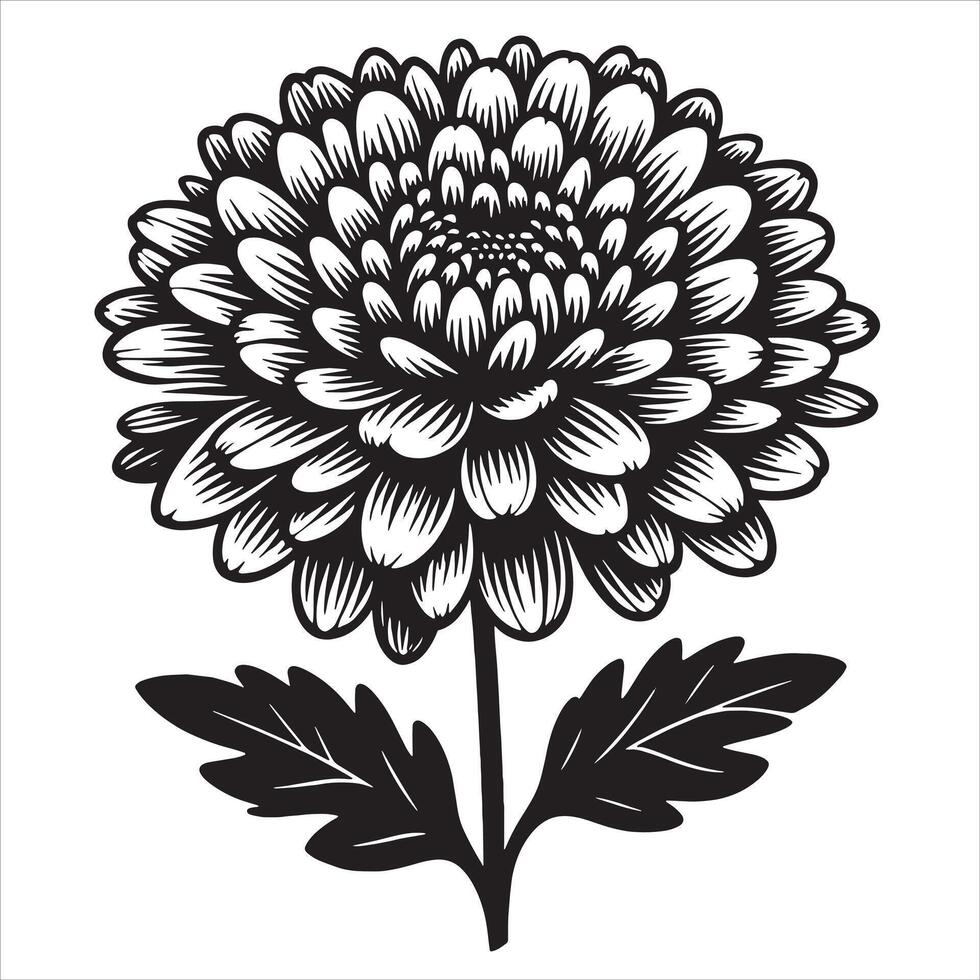 japanese chrysanthemum line drawing vector