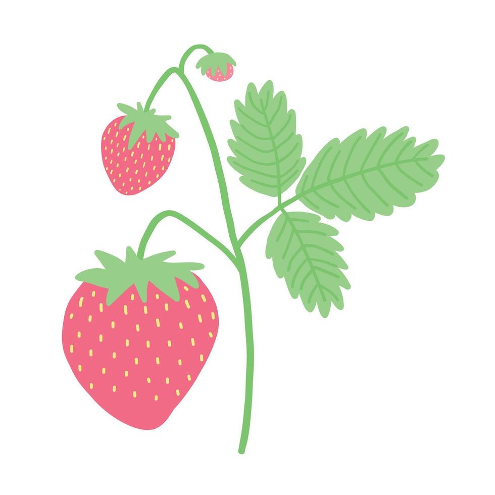Detailed strawberry plant illustration with vibrant red fruits, green leaves, and delicate stems. Perfect for botanical art, garden designs, and organic-themed graphics vector