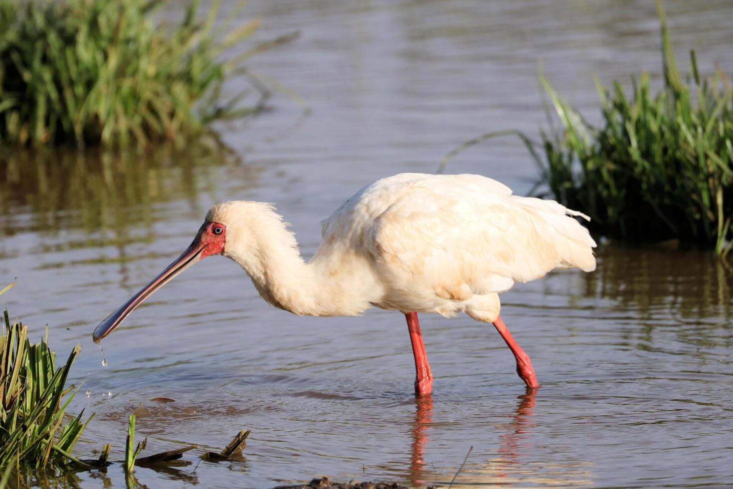 A white bird with a long beak is standing in the water photo