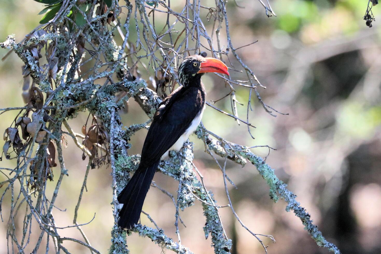 A bird with a red beak and a black and white head photo