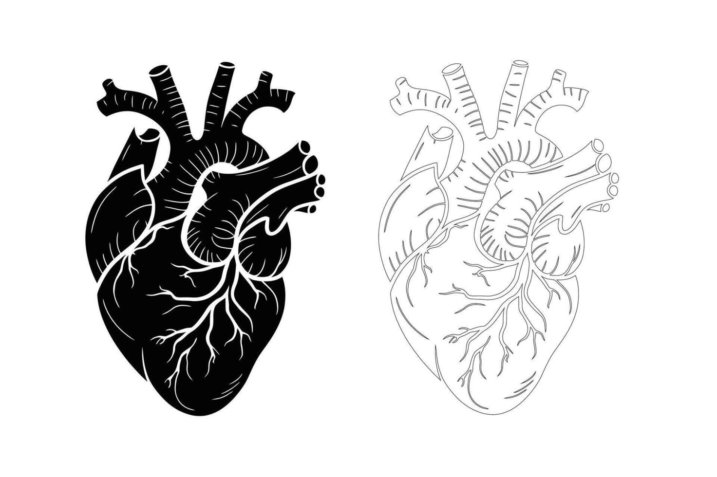 human heart, silhouette, with line art. vector