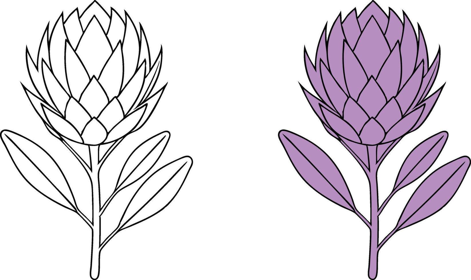 Line Art Protea Flower Drawings Outline and Purple vector