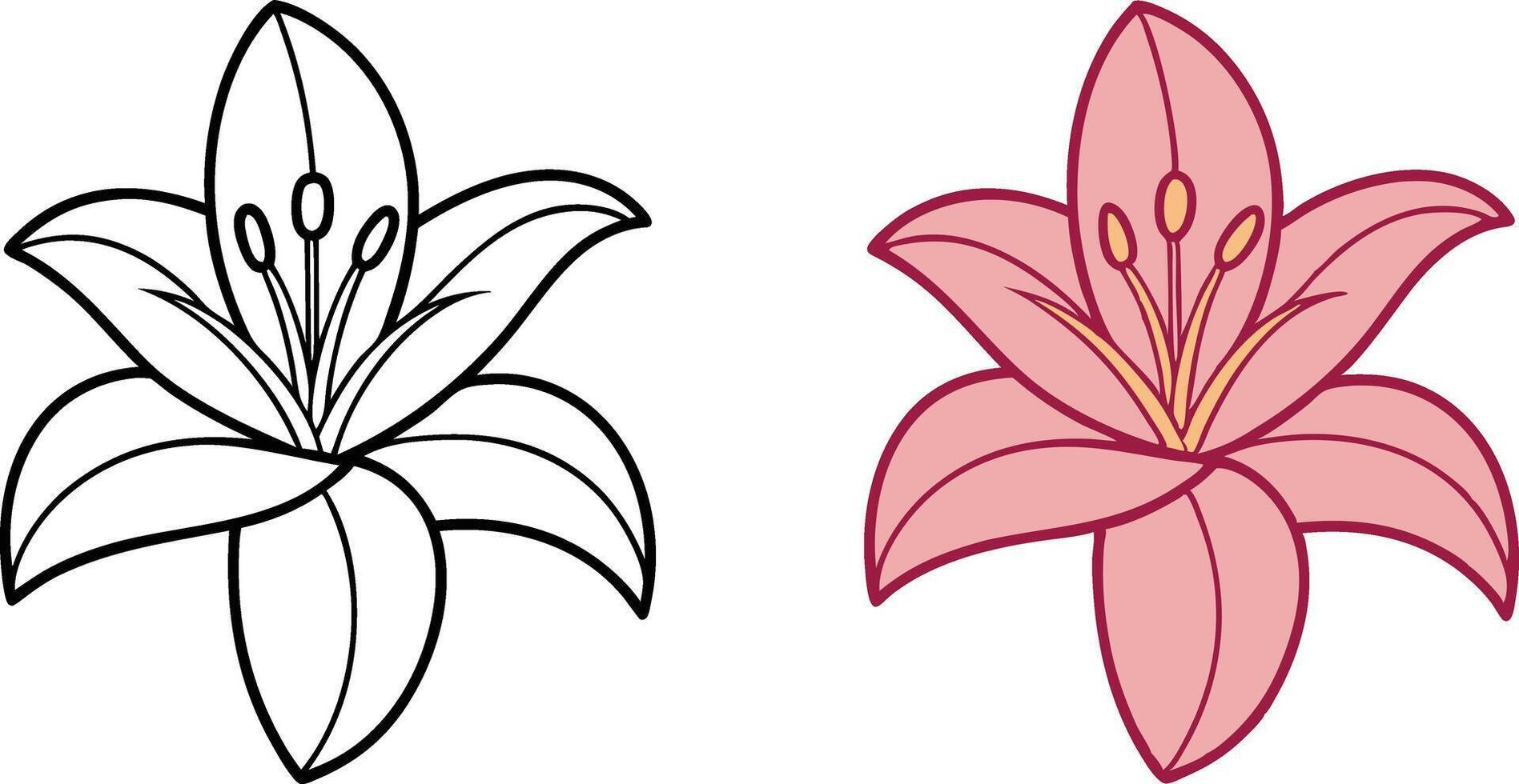 Lily Flower Coloring Page Outline and Pink Lily Illustration vector