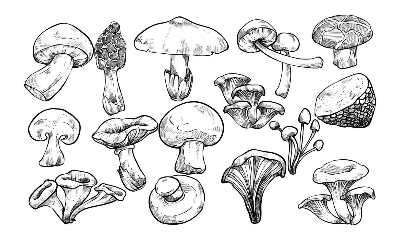 vegetable mushroom type handdrawn collection vector
