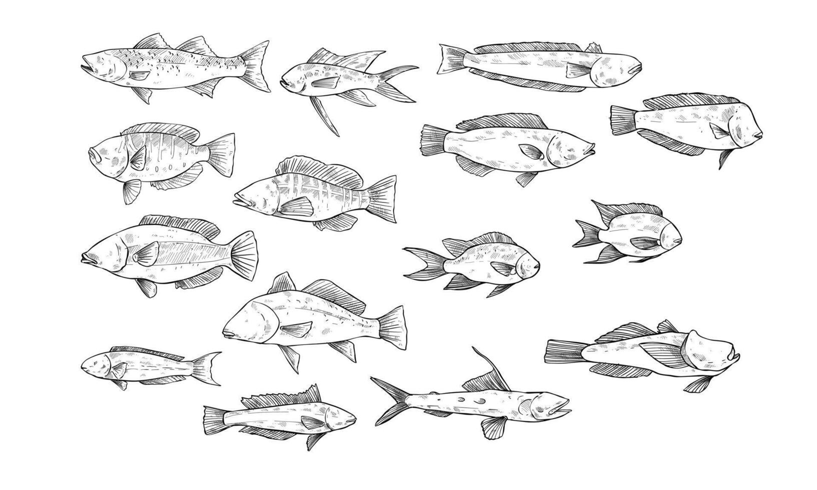sea fish handdrawn collection vector