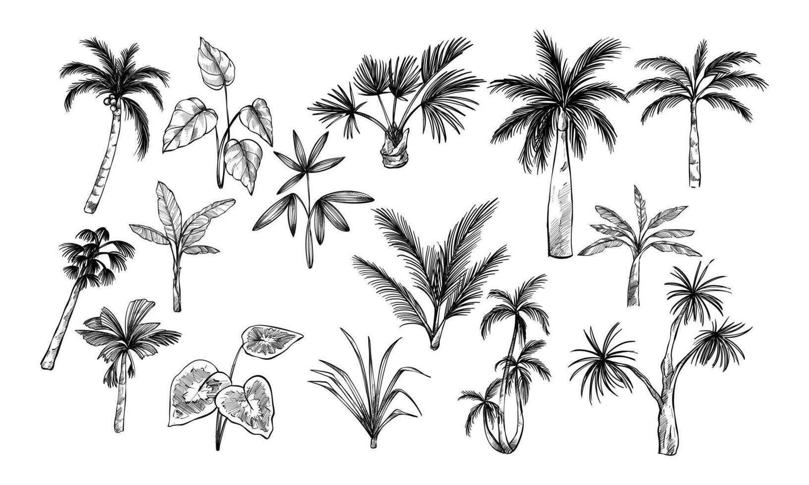 palm tree tropical handdrawn collection vector