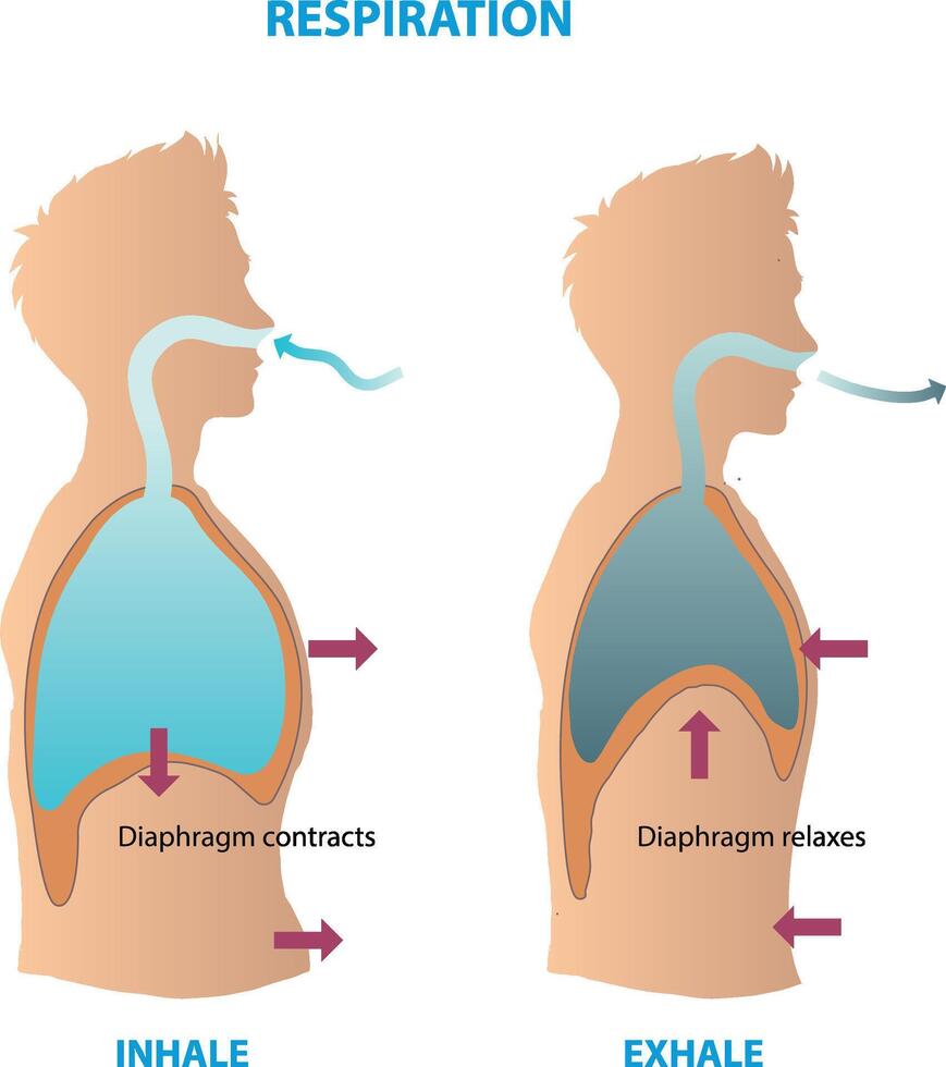illustration of respiration diagram vector