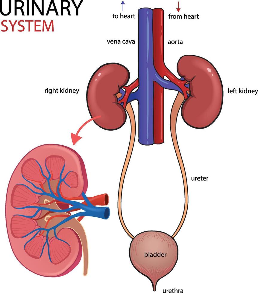 illustration of human excretory system diagram vector