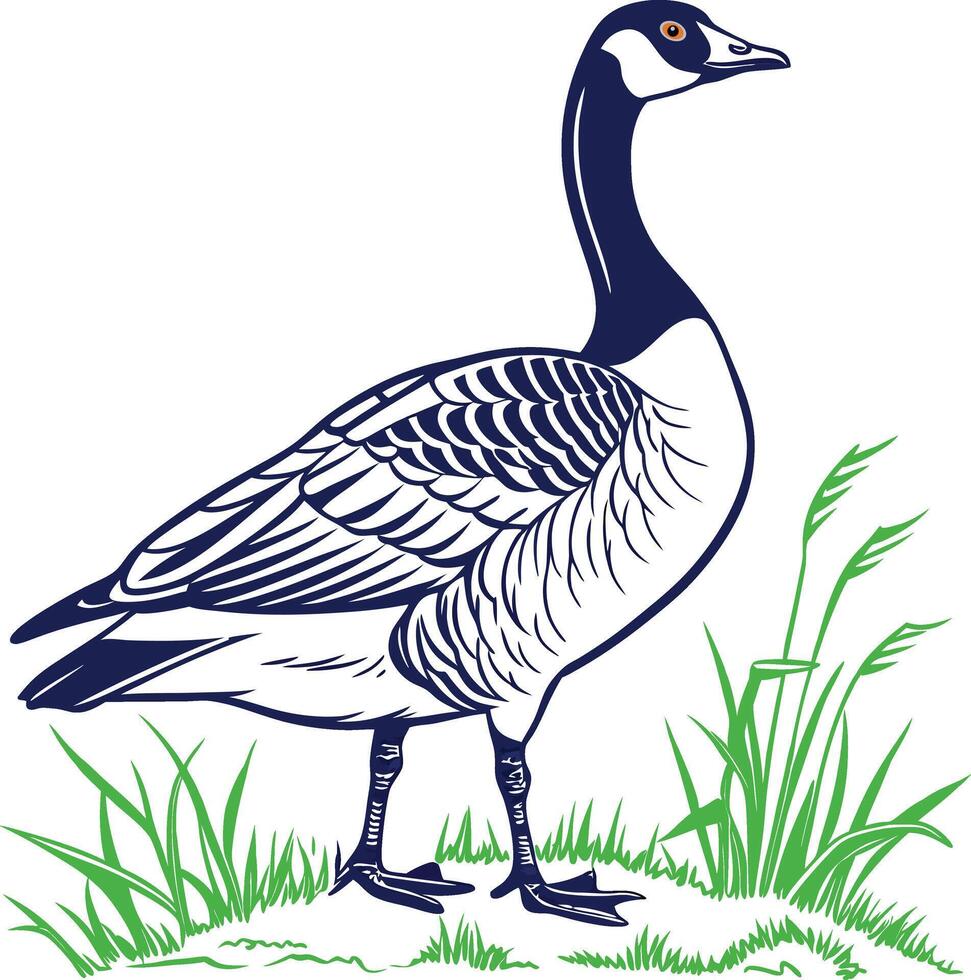 Illustration of Canada Goose vector