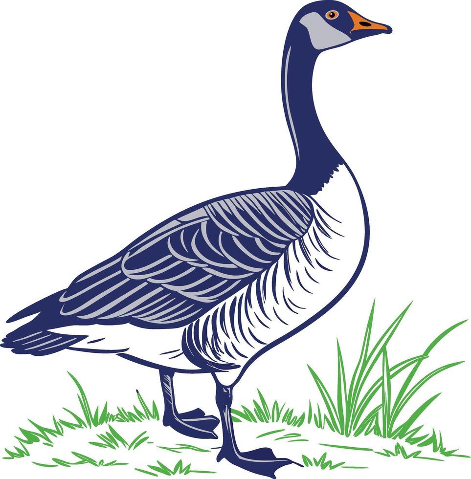 Drawing of Canada Goose vector