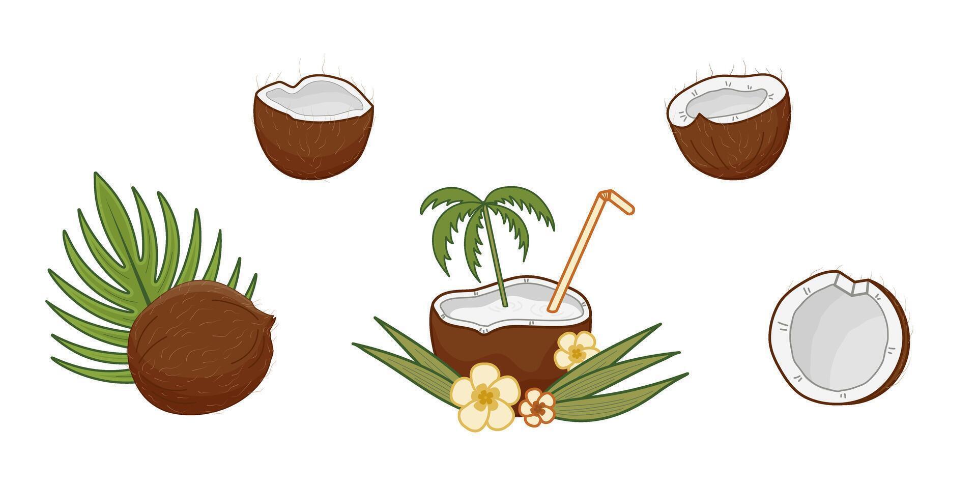 Coconuts with tropical leaves elements showcasing nature beauty and refreshing drink ideas in a vibrant setting. Coconut broken into several pieces. Isolated illustration. vector