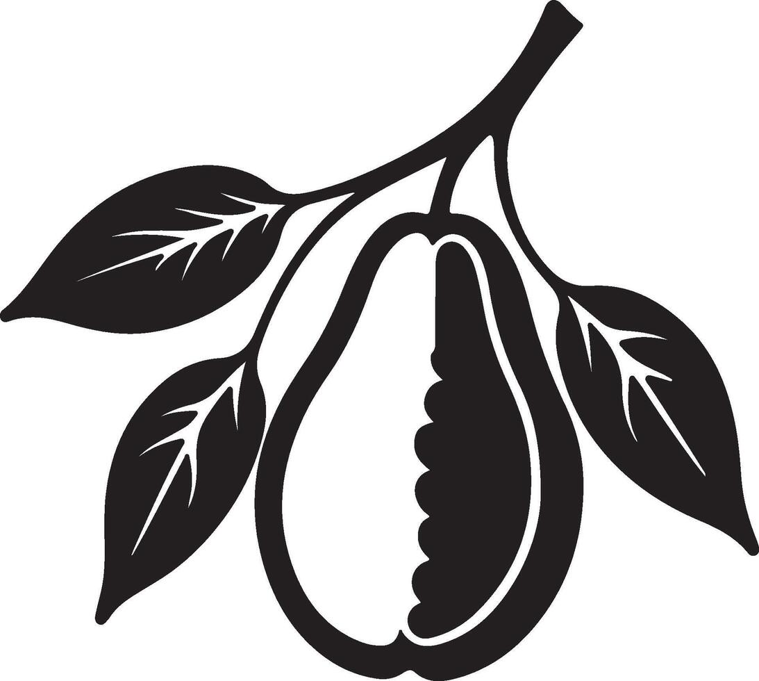 Black and white illustration botanical drawing almond fruit. vector