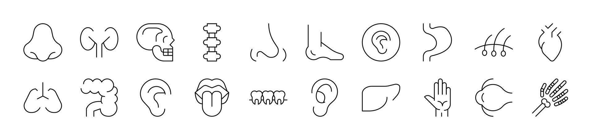 Internal Organs Outline Simple Linear Image Collection. Editable Stroke. Suitable for Web Sites, Books, Cards, Apps vector