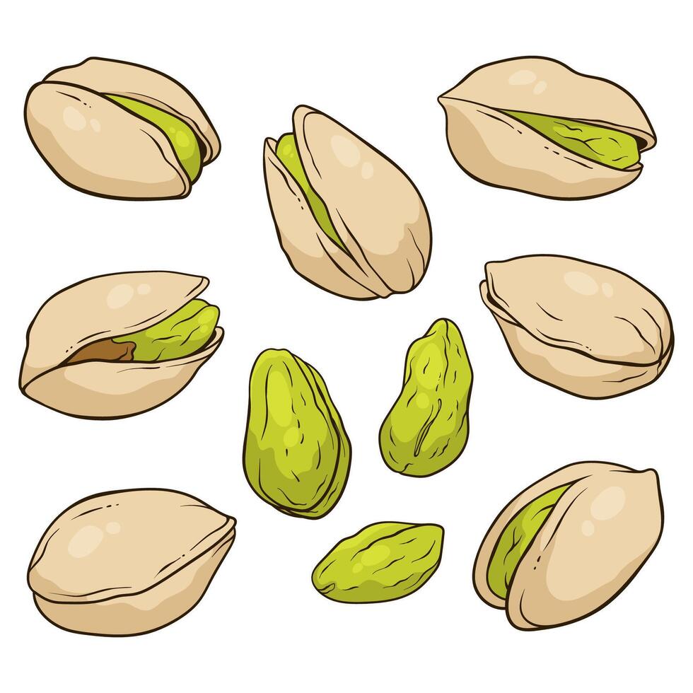 Collection of pistachios, nuts in shell and kernels, food illustration vector