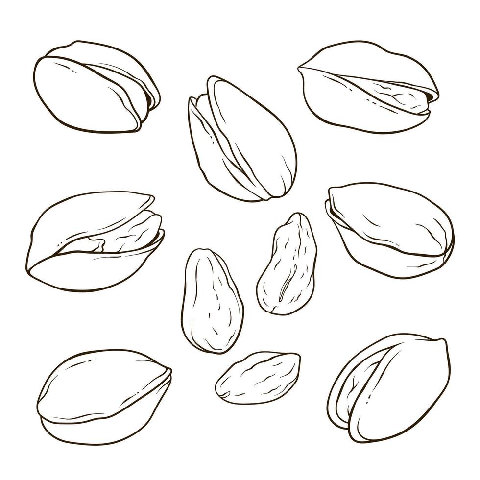 Set of pistachios, nuts in shell and kernels, hand drawn food illustration, line collection vector