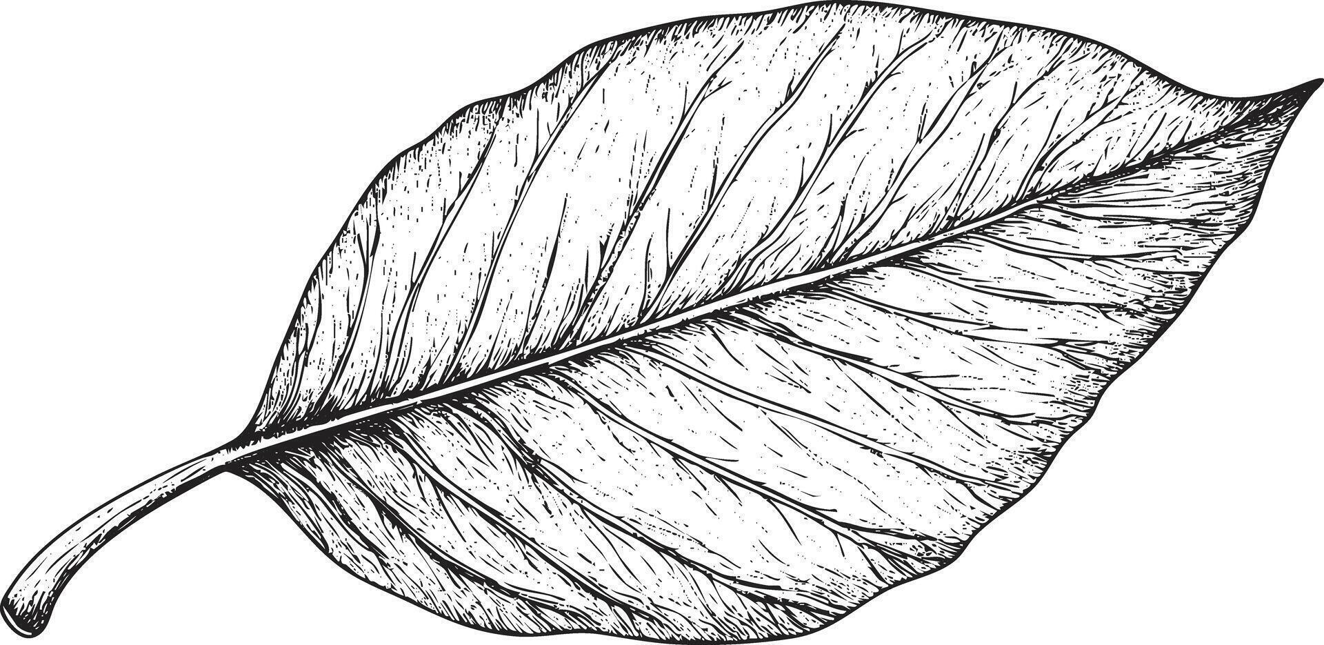 Detailed black and white botanical illustration of a single leaf. vector