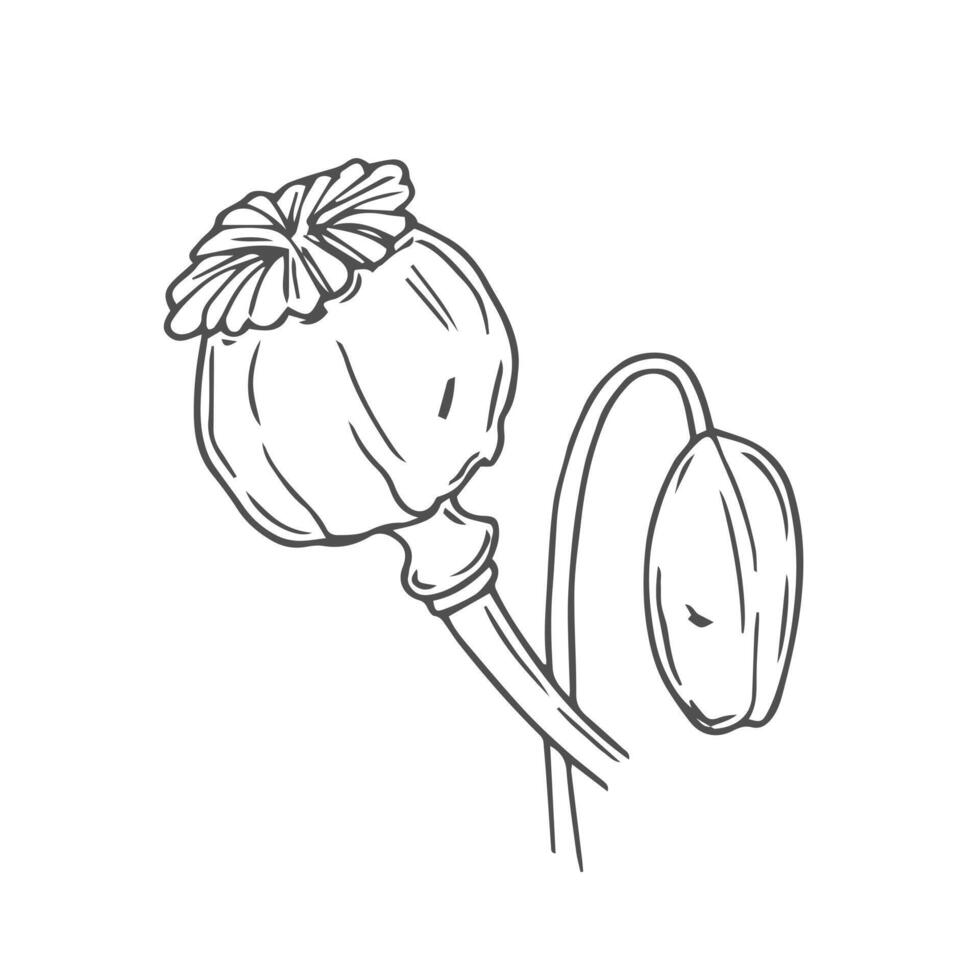 Sketch poppy heads with seeds, dry flower pods isolated on white background. Hand drawn natural plant, ingredient for bakery and culinary vector