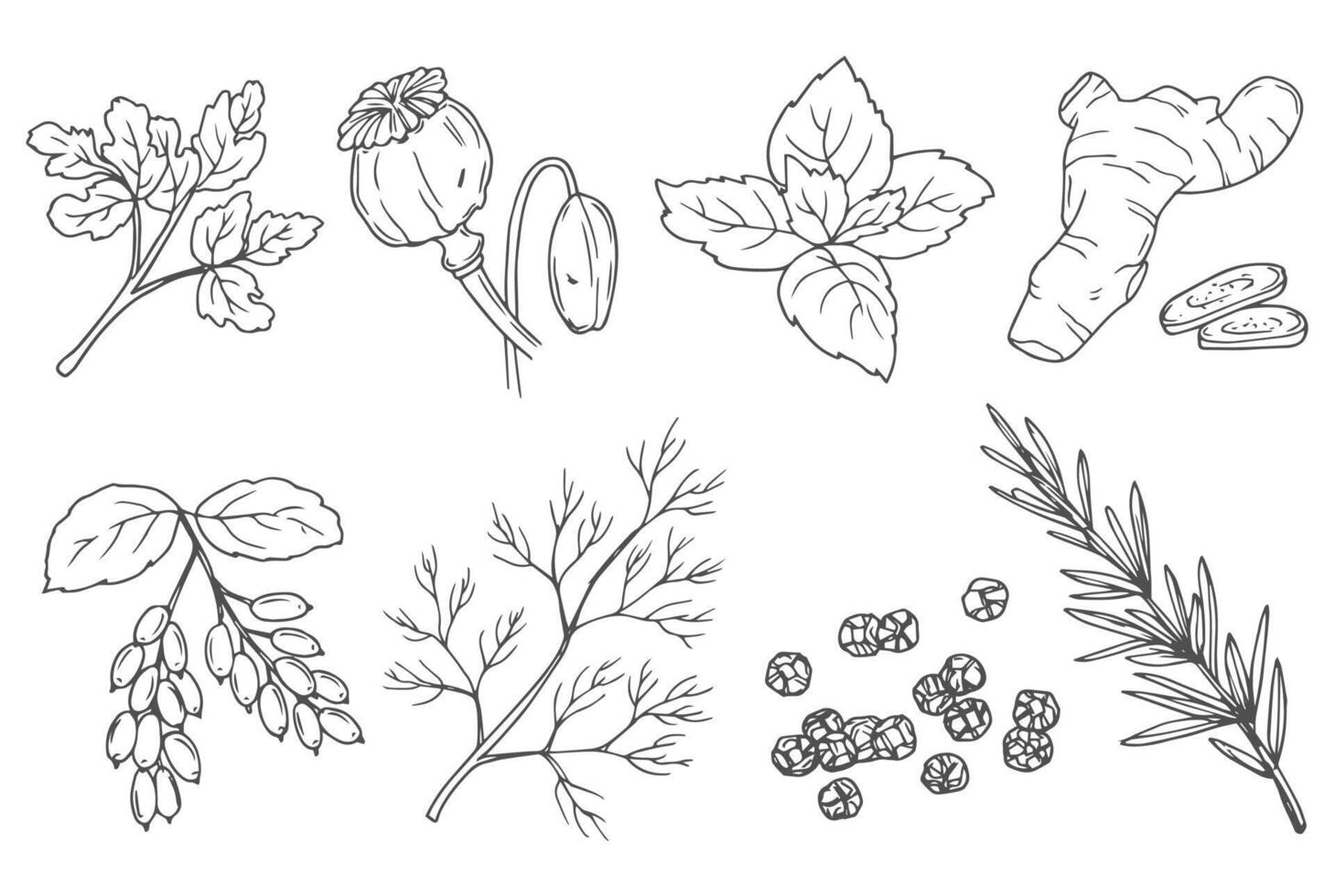 Spices, cooking herbs and seasonings sketch vectors set. Parsley, poppy, basil, ginger and barberry. Black pepper and dill sketch. Rosemary leaves sketch