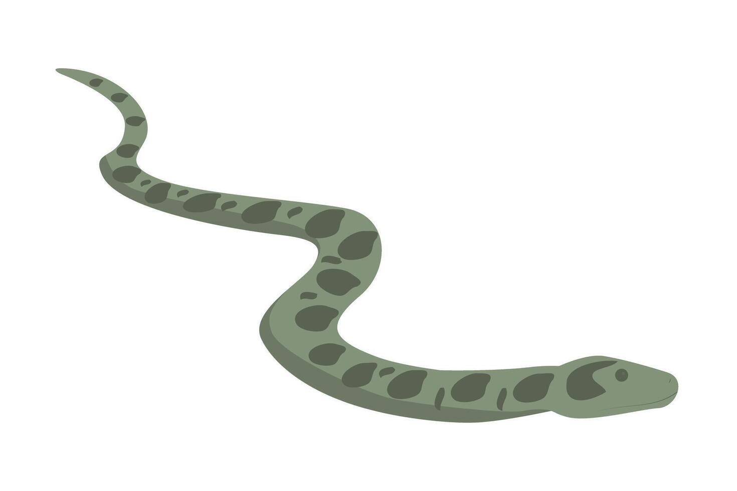 Green anaconda illustration. Wild giant snake isolated on white background. Water boa and nonvenomous carnivore reptile. Wildlife of South America. vector
