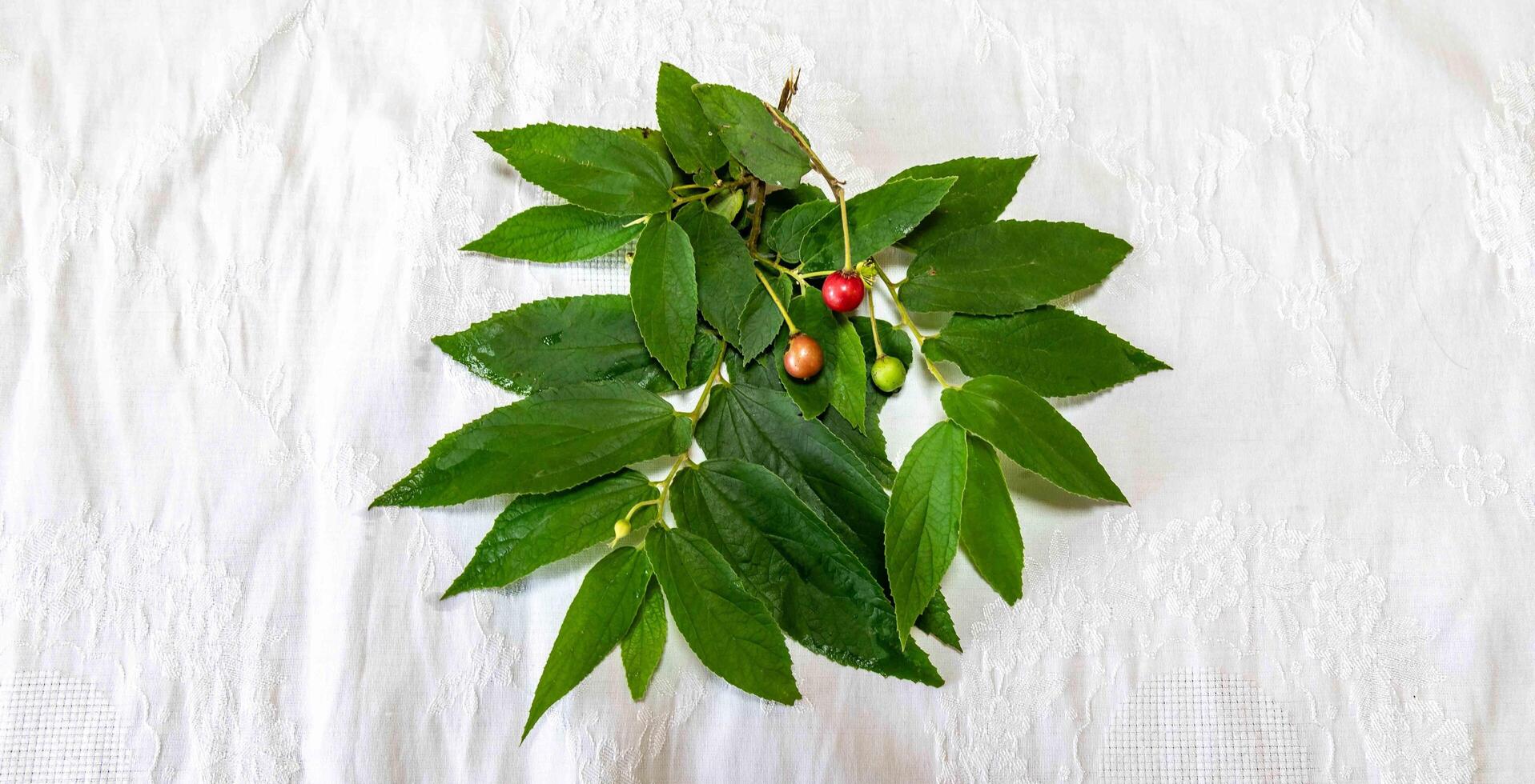Small wild tropical Brazilian fruit, botanical identification not found top view photo
