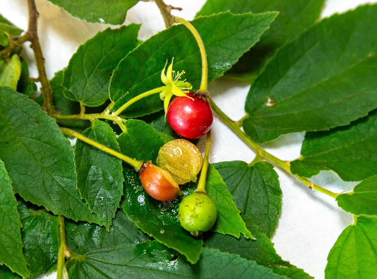 Small wild tropical Brazilian fruit, botanical identification not found. Macro photo