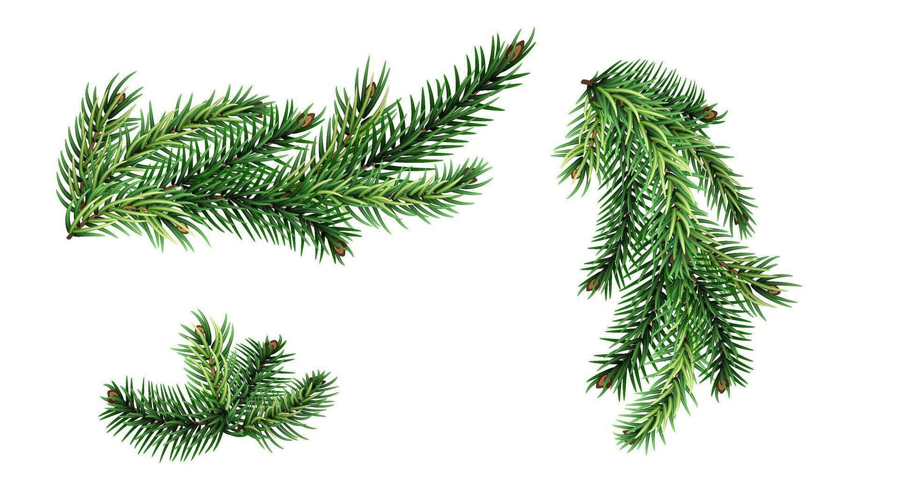 Christmas tree branches set for Christmas decor isolated. vector