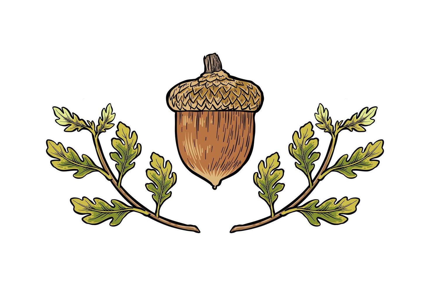 illustration of oak seeds and leaf twigs vector
