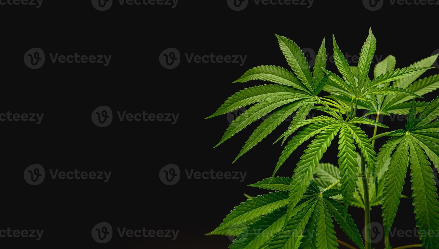 Cannabis plant against a black background. Texture marijuana leaves photo