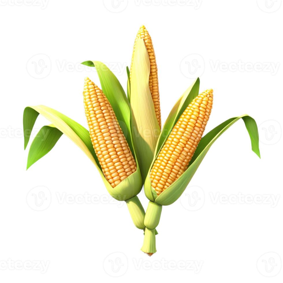 A single corn cob on a pure white background, showcasing the rich, yellow color and fine details of each kernel. photo